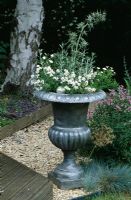 Pewtered urn planted with Nemesia 'Natalie Improved', Convolvulus cnoreum, Eryngium variifolium and Nierembergia