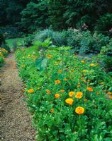 Helianthus foliage and Calendulas growing at Hadspen House Garden, Somerset
