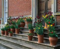Terracotta containers of Tulipa and Narcissi on the steps of The Palladian House - Kelmarsh Hall, Northamptonshire