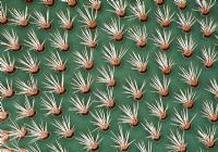 Cactus spikes of Opuntia pycnantha