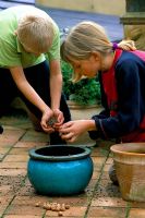 Children planting bulbs - Crocus sieberi Tricolor in a blue glazed pot in Autumn 