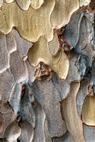 Close-up of bark of The Crimean Pine -  Pinus nigra subsp pallasiana