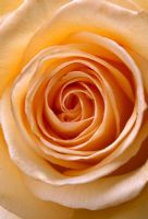 Apricot Rose close-up