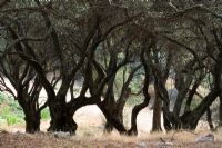 Olea europaea - Olive groves Corfu 