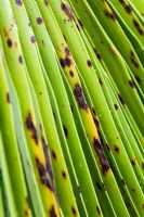 Fungal leaf spot on Trachycarpus fortunei - chusan palm leaf - closeup of leaf spots with associated chlorosis of leaf

 