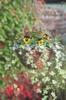 Wicker hanging basket with Hedera, Viola and Skimmia