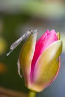 Newly Emerged Damselfly on Nymphaea - Water Lily Bud