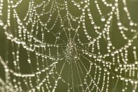 Garden Spider Web Covered in Dew - Araneus diadematus