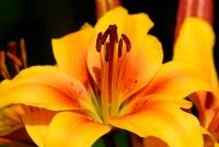 Lilium - Orange Lily