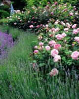 Rose 'Cottage Rose' and Lavender - Lavandula 