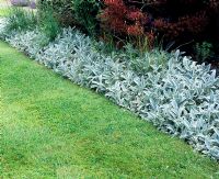 Stachys byzantina and Cotinus - lawn edging 