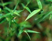 Fernleaf bamboo - leaf detail