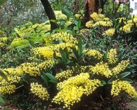 Thelychiton speciosum - yellow Australian orchids