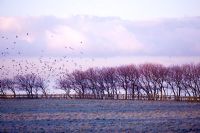 Row of bare trees on frosty morning by the sea