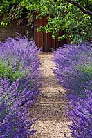 Path edged with Nepeta - Catmint at   Chenies Manor gardens in June 