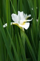 Iris sanguinea 'Alba'