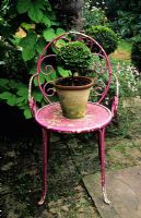 Painted chair with Buxus - Boxwood topiary in pot