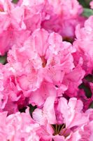 Rhododendron 'Constanze'