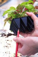 Planting Coleus solenostemon plug plants 