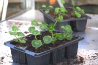 Planting Pelargonuim plug plants 