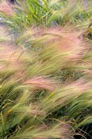 Hordeum jubatum - Foxtail Barley or  Squirreltail grass