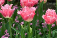 Tulipa - Bloms 'Fancy Frills'