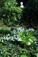 Galanthus nivalis and Helleborus with statue in background 

