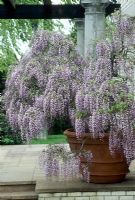 Wisteria sinensis in terracotta container on patio.   