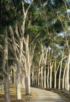 Tree lined drive driveway with Eucalyptus trees 

