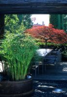 Roof garden with container planting including Cyperus papyrus in half barrel and Acer palmatum  