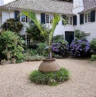 Neodypsis Decaryi - container grown palm in courtyard garden - Osler Road, Oxford