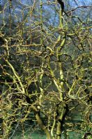 Salix matsudana 'Tortuosa' - Corkscrew Willow 