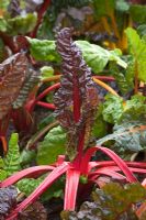 Beta vulgaris - Deatail of bright leaves and stems of Swiss Rainbow Chard