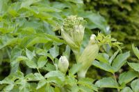 Angelica archangelica - New emerging flower 