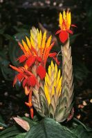Aphelandra aurantiaca - house plant
