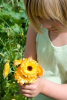 Young girl holding bunch of Calendula officinalis - Marigolds in hands 