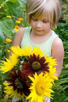 Young girl holding large bunch of sunflowers - Helianthus annus in summer 