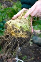 Hand holding freshly dug celeriac - Apium graveolens from soil in winter 