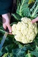 Cauliflower 'Aalsmeer' - Brassica oleracea var botrytis 'Aalsmeer' being held ready to be cut in winter by gardener
