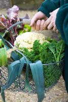 Woman gardener holding basket of freshly picked winter vegetables - Kale, Leeks, Cauliflower
