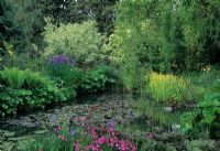 Wildlife pond with planting including  Nymphaea, Rheum, Ligularia, Gunnera, Iris and Ferns and mallard duck swimming

  
