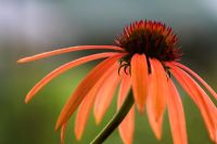 Echinacea 'Arts Pride' - Coneflower