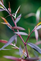 Leptospermum macrocarpum 'Coppersheen'
