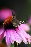 Speckled Wood Butterfly on Echinacea 'Leuchtstern' - Coneflower
