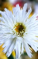Leucanthemum superbum 'Aglaia' - Shasta daisy
