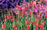 Hesperantha coccinea 'Major' backed by border with Asters, Chrysanthemums