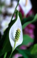 Spathiphyllum wallisii - Peace lily 