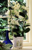 Stephanotis floribunda - syn jasminoides - Bridal wreath in decorative pot in window sill