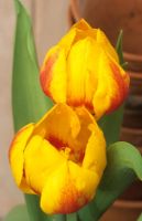 Tulipa 'Flair' - dwarf tulip 