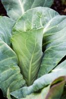 Pointed Cabbage 'Greyhound' in July